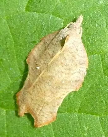 Acleris emargana